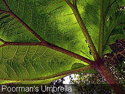 Poorman's Umbrella