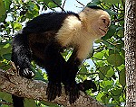 White Faced Capuchin Monkey