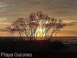 Guiones Sunset thru trees