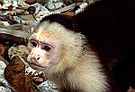White-throated-Capuchin-Monkey