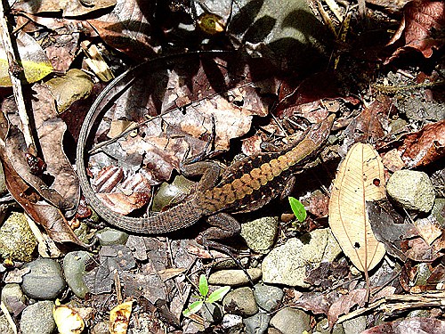 Whiptail-Lizard-manuel-Antonio