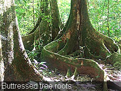 Corcovado Tree Buttresses