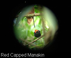 red-capped-manakin-drake-bay