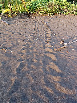 Turtle tracks in the sand