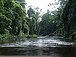 Tortuguero-river