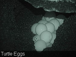 Turtle Eggs