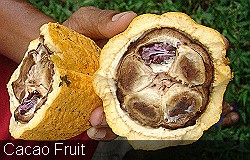 Cacao-Fruit