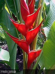 Heliconia Red