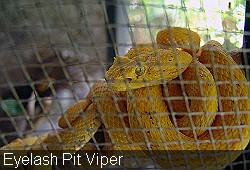 Yellow Eyelash Pit Viper