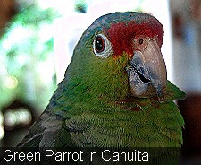 Green Parrot in Cahuita