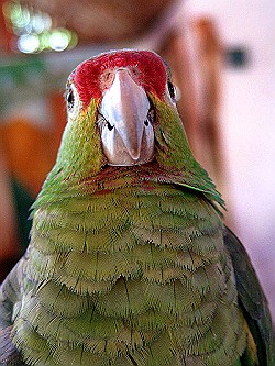 Green-Parrot