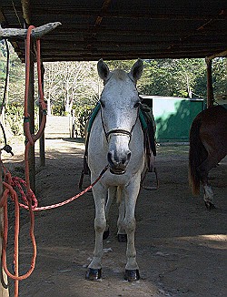 Horseback-Riding