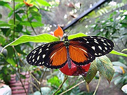 Butterfly-Farm-Manuel-Antonio