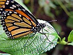 La-Paz-monarch-like