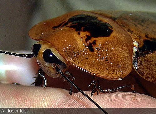 Cockroach-largest-in-Costa-rica