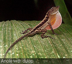 Anole with dulap