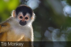 Mono-titi