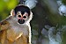 Mono-titi
