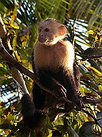 Capuchin-Monkey-Drake-Bay.jpg