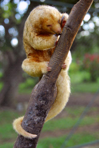 Silky-anteater-curly-tail