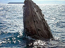 Humpback-Whale-Head.jpg