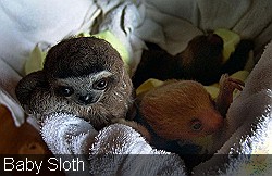 Baby-sloth-3-in-box