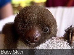 Baby Sloth 