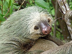 Two-toed Sloth