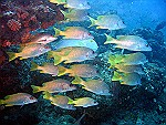 Fish & Coral