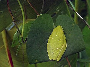 manuel-antonio-park-frog