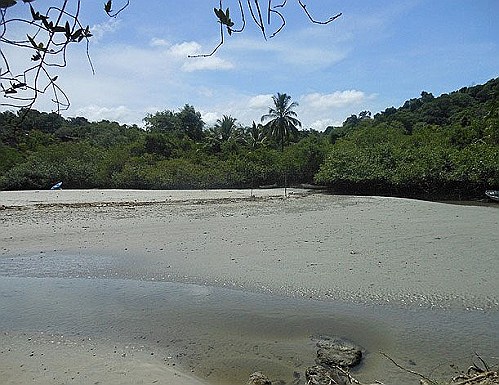manuel-antonio-park-mangrove-beach