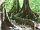 Corcovado-tree-buttresses