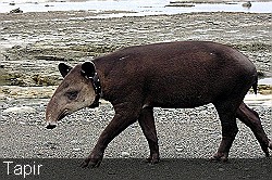 Tapir