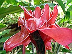 Torch-lily-ginger