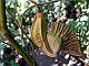 Vine-dutchmans-pipe