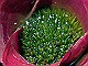 Bromiliad-with-sun-stars