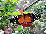 Butterfly-Farm