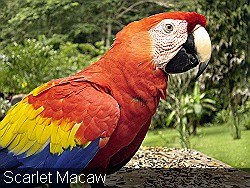 Scarlet-Macaw