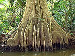Tortuguero-butressed-tree-trunk