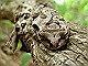 Brown Tree Frog