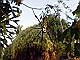 Golden-Orb-Spider-Tortuguero