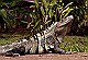 Spiney-Tailed-Lizard