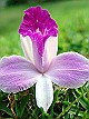 Arenal-Orchid-Flower