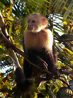 Capuchin-Monkey-Drake-Bay