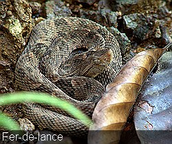 fer-de-lance