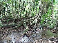 wet rooty trail