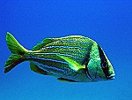 Diving Cano Island