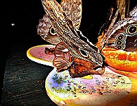 Transparent-and-owl-edit.jpg