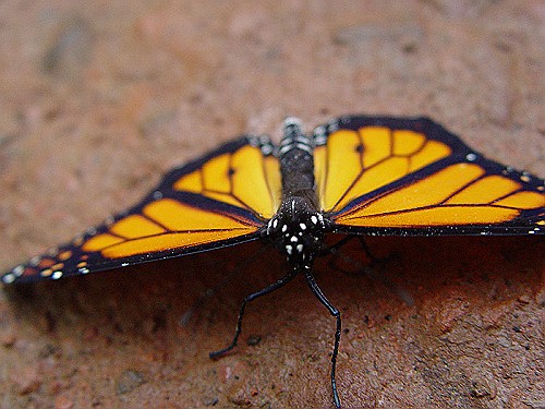 orange-butterfly.jpg
