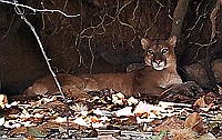 Puma-close-up.jpg